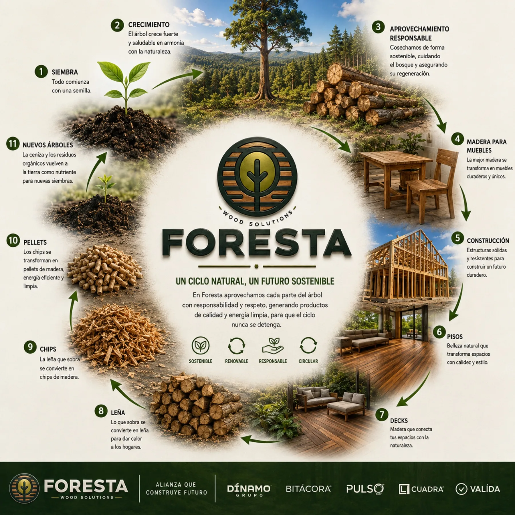 Ciclo natural del árbol Foresta: de la semilla a la leña, pisos, pellets y muebles